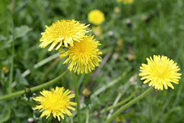 Yellow dandelions. Bright flowers dandelions on background of green spring grass.