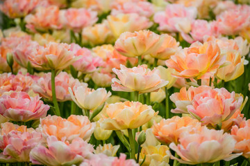 Tender pinkish yellow peony-shaped tulip