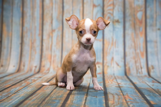 Chihuahua on blue wooden background