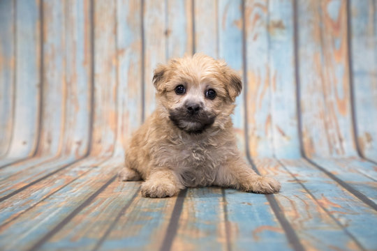 Yorkie chon on blue wooden background