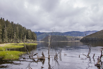 Withered tree branch in the lake nature view in Pudacuo national park in Shangri La, Yunnan Province, China