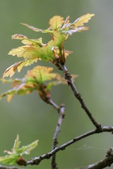 Grown trees in a forest in the spring