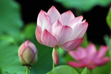 Blossom lotus flower