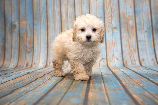 Poodle on blue wooden background