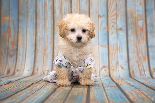 Poodle on blue wooden background