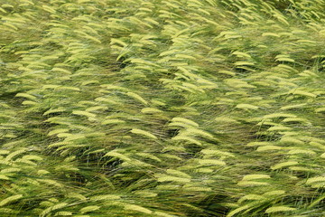 Agricultural land in the spring