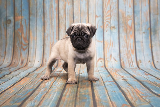 Pug on blue wooden background