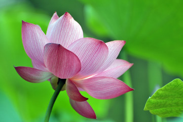 Blossom lotus flower