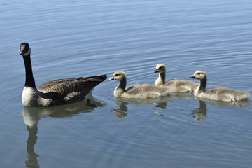 Gänsefamilie
