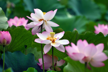Blossom lotus flower