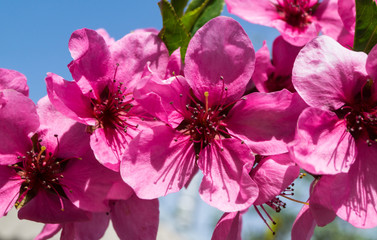 peach blossom