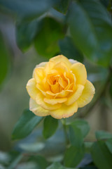 yellow rose