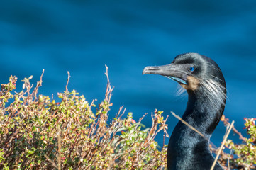 Brandt's cormorant in breeding plumage at Point Lobos State Reserve, California coast