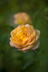 Yellow Rose