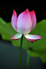 Blossom lotus flower