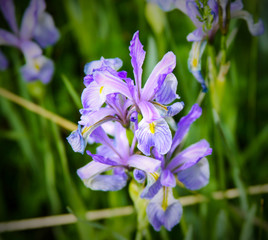 Purple Iris