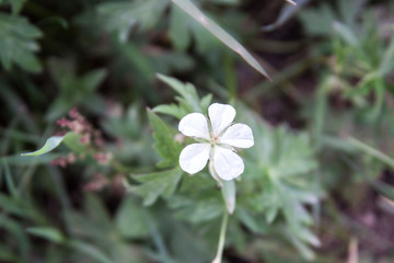 Tiny white flower