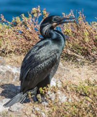 Brandt's cormorant in breeding plumage at Point Lobos State Reserve, California coast