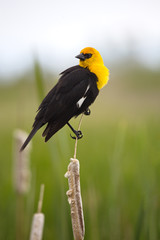 Vertical of Yellow-headed Blackbird in Utah