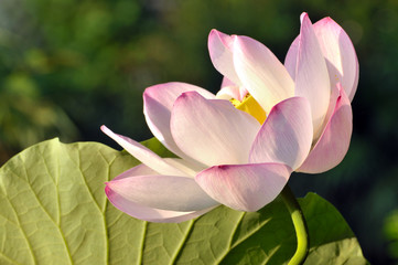 Blossom lotus flower