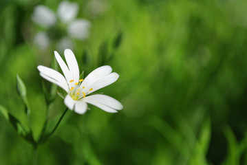 Cerastium arvense (field mouse-ear or field chickweed) flowers blooming in forest, soft bokeh