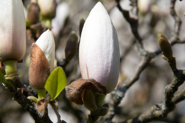 Magnolia