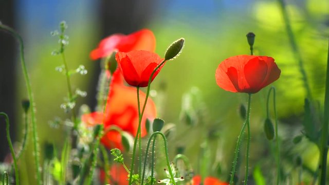Poppy flowers nature background. Blooming poppies. 4K UHD video 3840X2160
