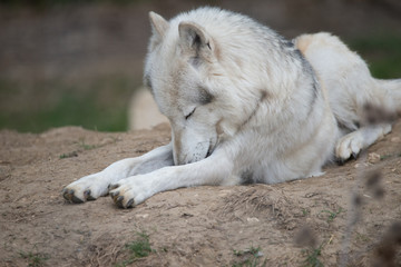 Fototapeta premium wolf