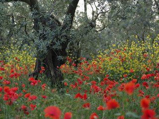 Red poppies with olive trees