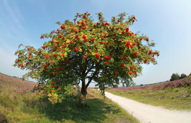 Fototapeta na wymiar rowan tree with berries in summer