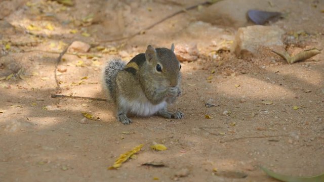 Chipmunk in park eating seeds. Close up
