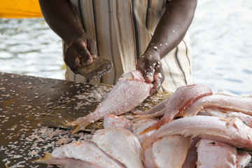 Curacao - Schwimmender Markt - Frischer Fisch
