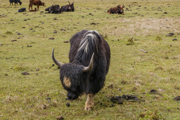 Yak eating grass nature view in Pudacuo national park in Shangri La, Yunnan Province, China