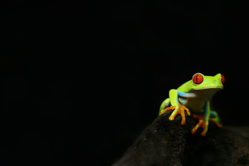 Colorful amazon Red-eyed tree frog clutching on dark dry wood with selective focus at eye and black copy space, background for natural or book cover