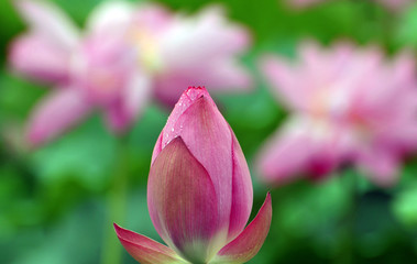 Blossom lotus flower