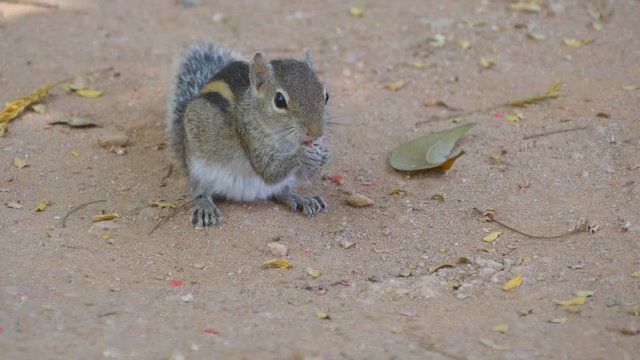 Chipmunk in park eating seeds. Close up