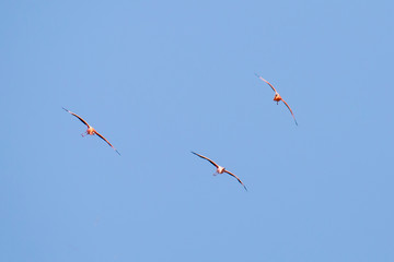Flamingos in der Karibik (Curacao)
