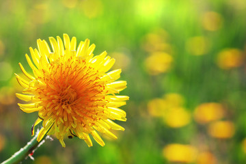 yellow dandelions  in a meadow