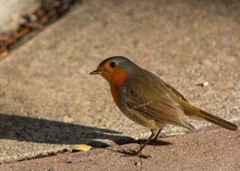 Robin in the garden