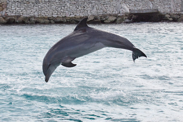 Delfin-Sprung © Bittner KAUFBILD.de