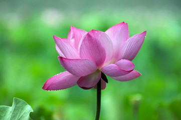 Fototapeta premium Blossom lotus flower