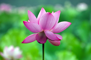 Obraz premium Blossom lotus flower