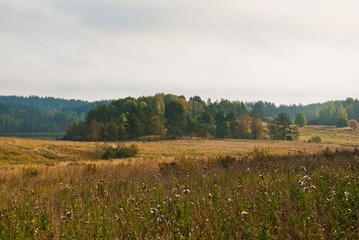 Autumn forest in South Karelia