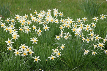 Daffodils in woodland