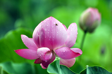 Blossom lotus flower