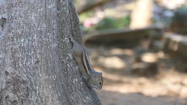 Chipmunk sitting on a tree trunk in the park and eating seeds then runs away. Forest at background. Close up