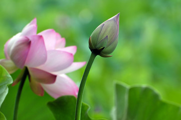 Blossom lotus flower