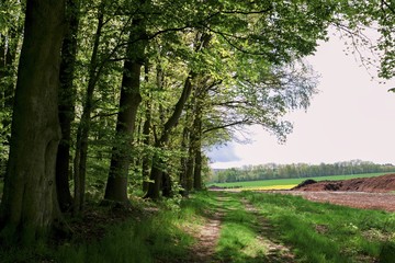 Fototapeta premium Roads in the alley of tall trees