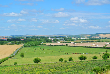 A view to fields and herds of cows and sheep grazing on a farmland near Old Sarum, Salisbury, England, UK.