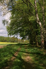 Obraz premium Roads in the alley of tall trees